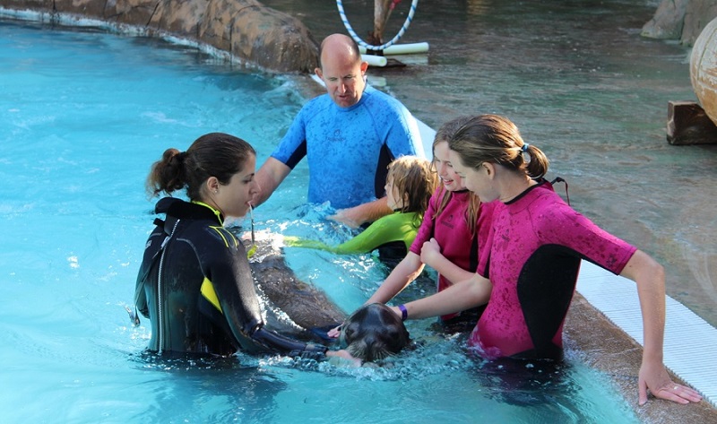 Una familia británica se baña con leones marinos en Río Safari Elche