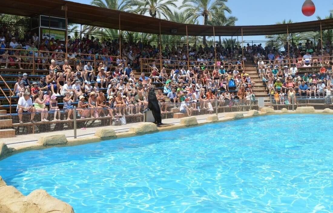 Exhibición de leones marinos en las instalaciones de Río Safari Elche