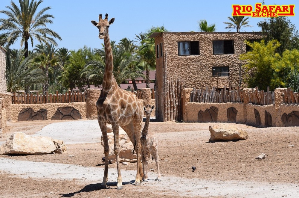 Nace una jirafa de Angola en Río Safari Elche