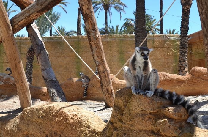 Instalación de lémures en Río Safari Elche