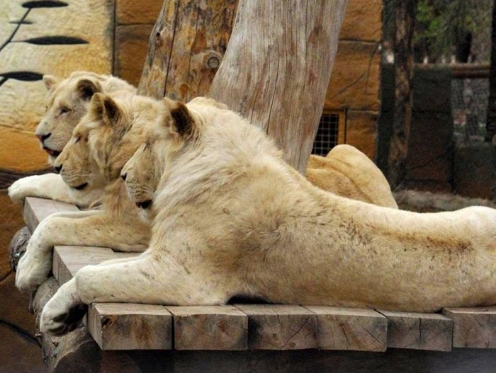 Leones blancos en Río Safari Elche