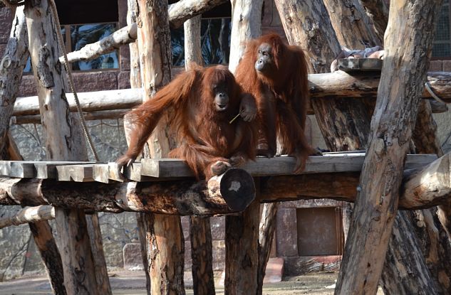 Orangutanes de Borneo en Río Safari Elche