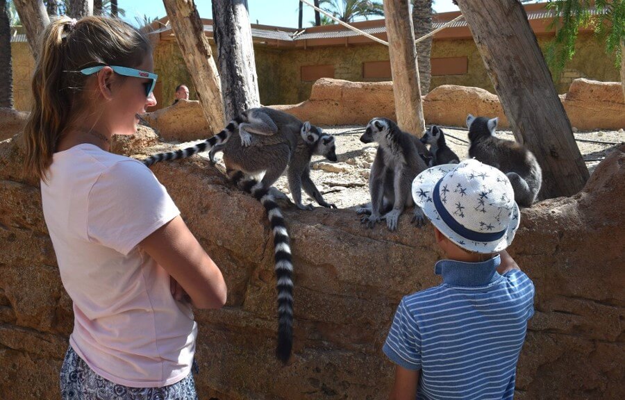 Visitantes en la instalación de los lémures de Río Safari Elche