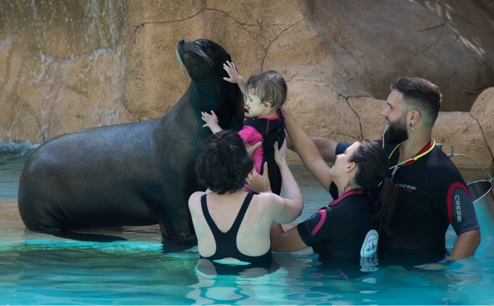 Terapia con leones marinos en Río Safari Elche